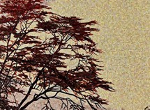 意大利剪画-43
